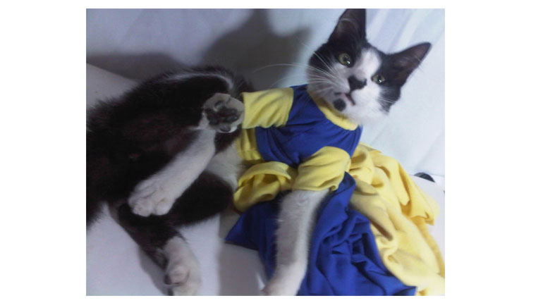 Cómo hacer ropa para perros o gatos